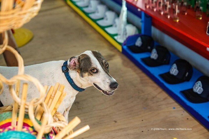 Meet Luna, the most rated member of our team on Tripadvisor. 2