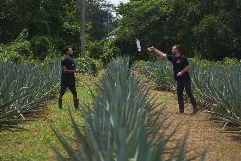 Two people in a field with tall plants, one throwing an object. 3