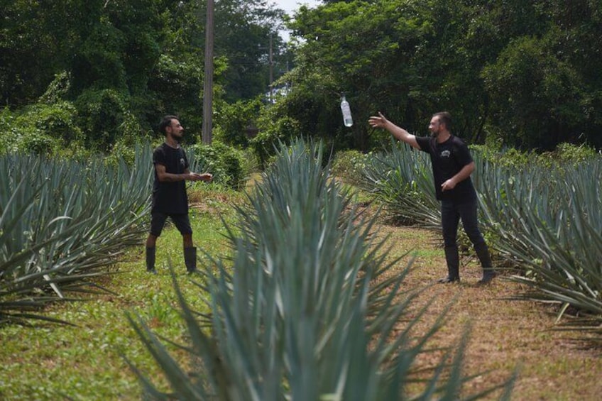 Finca 18 Puerto Vallarta Tequila Tour + Chocolate Pairing 3