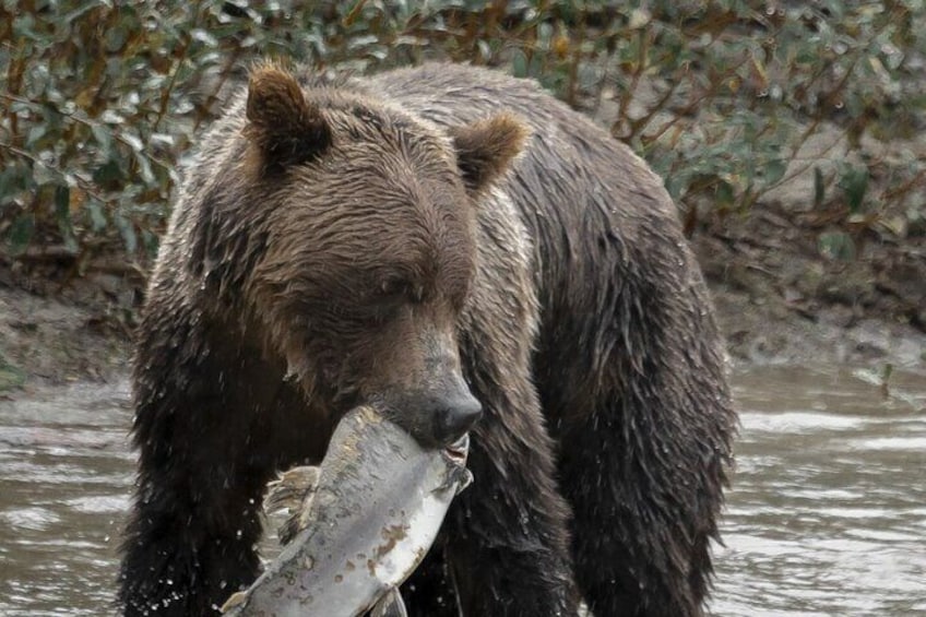 Un orso tiene un pesce in un fiume. 1