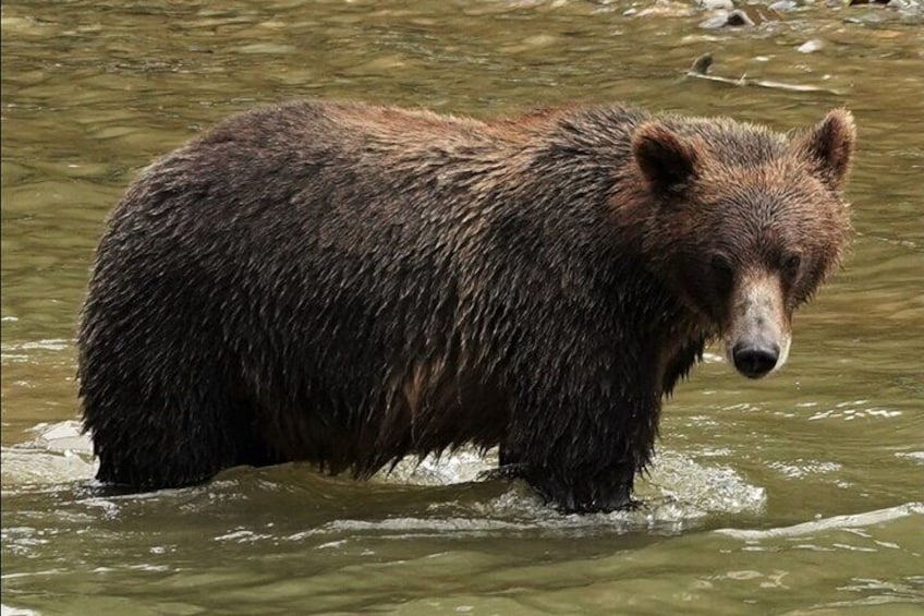 Un orso che si inoltra nell'acqua. 5