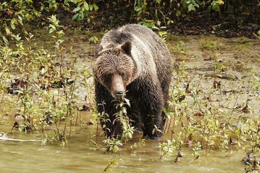Un orso in una zona umida, circondato da vegetazione. 3