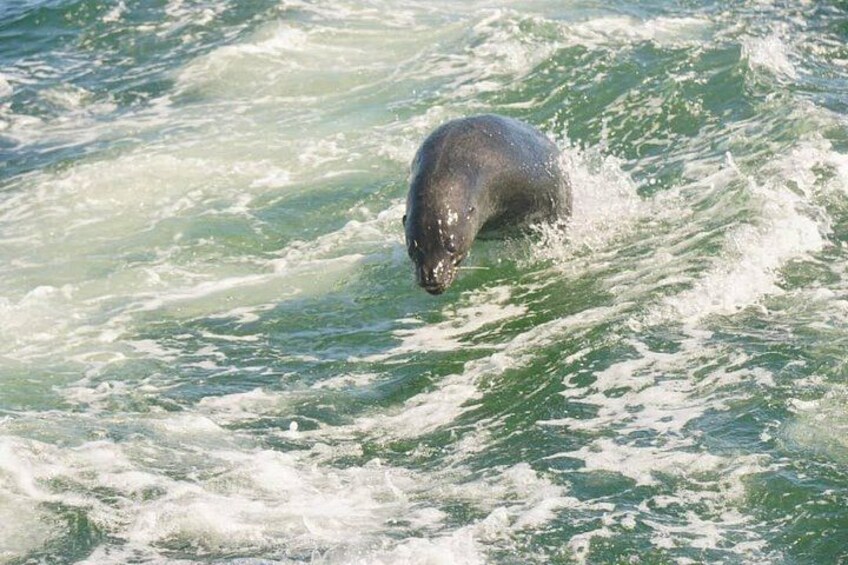 a Seal on his way to hop on the boat 4