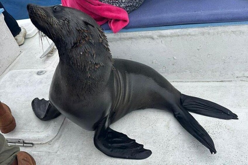 this seal is busy greeting all the guests on the Catamaran 5