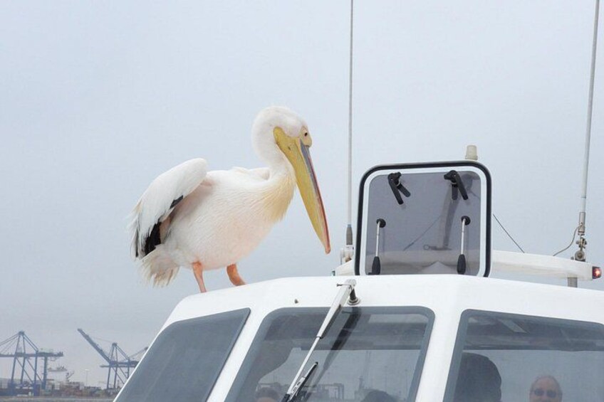 Pelican on the cabin of the Catamaran 1