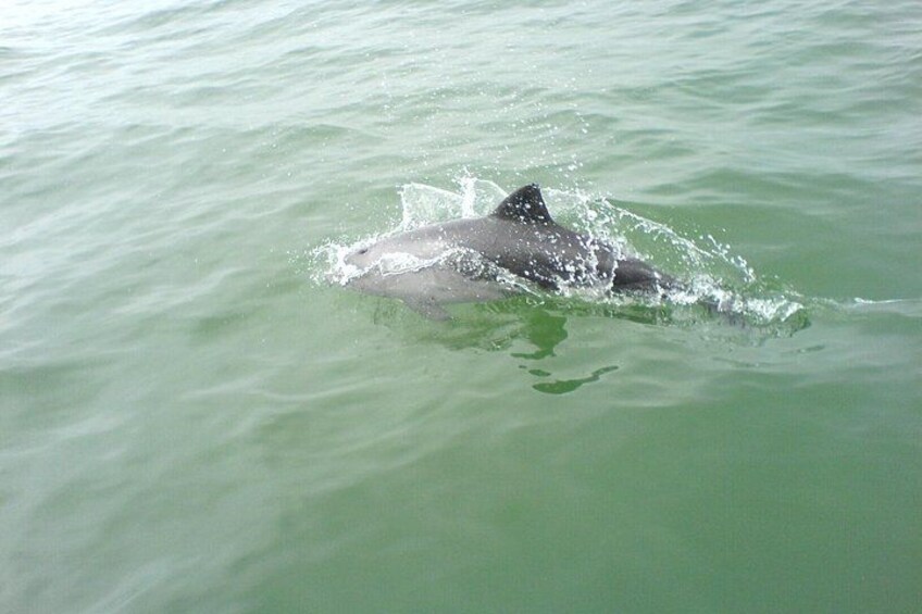 Dolphin and Seal Catamaran Cruise 2