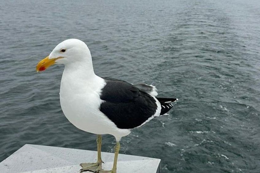 Seagull sailing along with everyone 3