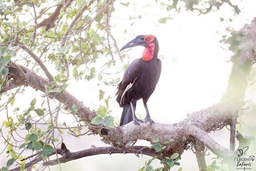 Un pájaro posado en una rama de árbol. 4