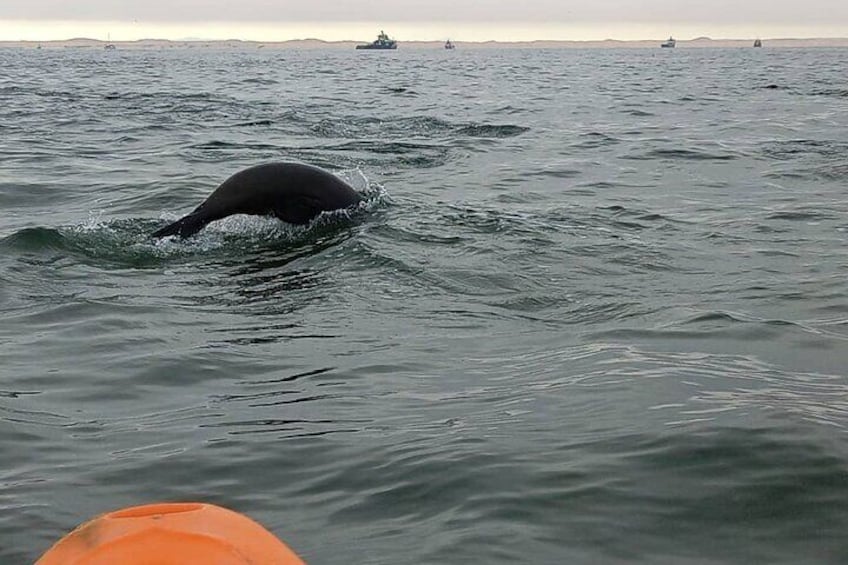 Seal Kayaking & Sandwich Harbour Tour 1