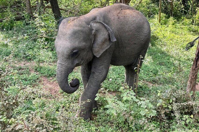 Yala National Park Safari Tours from Hambantota Port 4