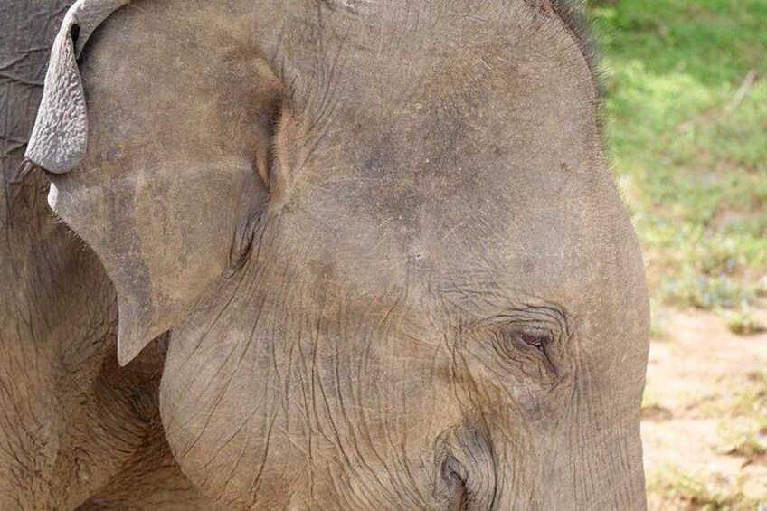 Yala National Park Safari Tours from Hambantota Port 5