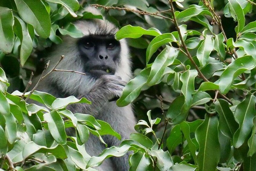 Yala National Park Safari Tours from Hambantota Port 2