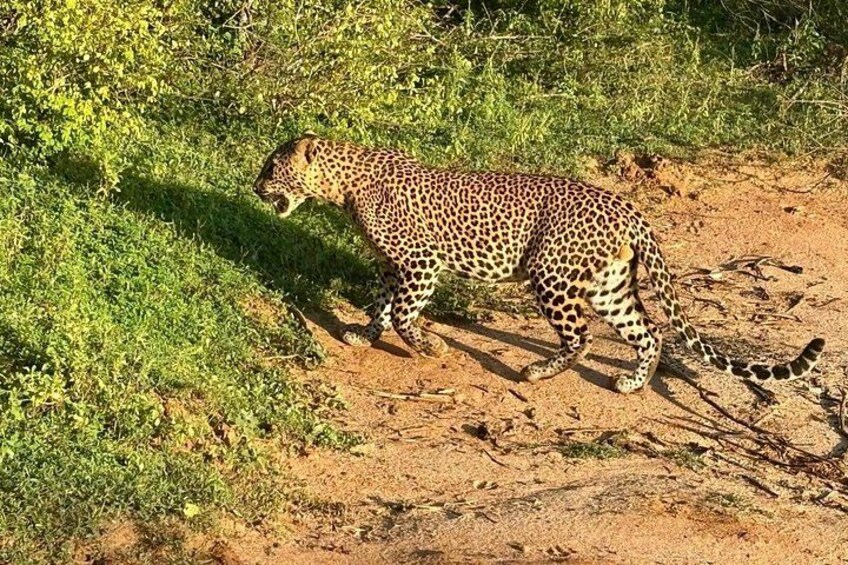 Yala National Park Safari Tours from Hambantota Port 3