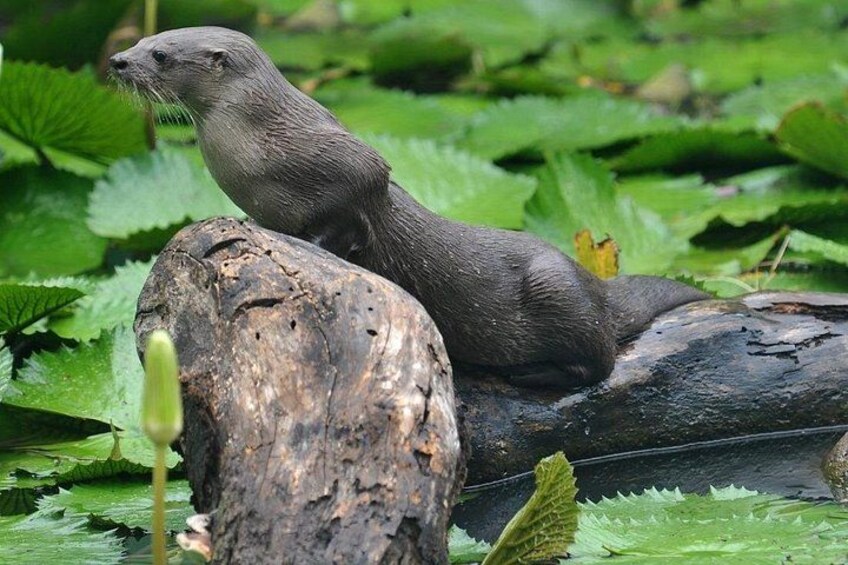 River Boat Expedition & Rainforest walk. Private Tour 5