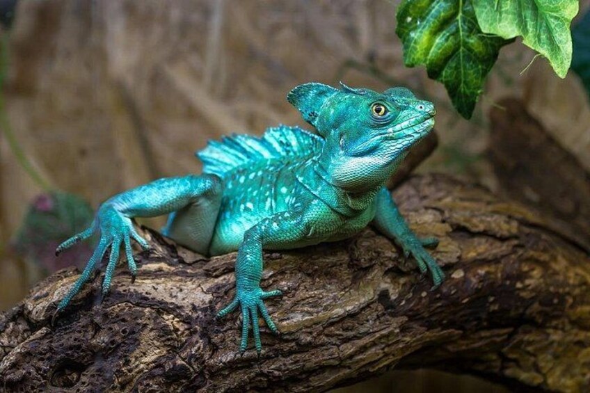 River Boat Expedition & Rainforest walk. Private Tour 3