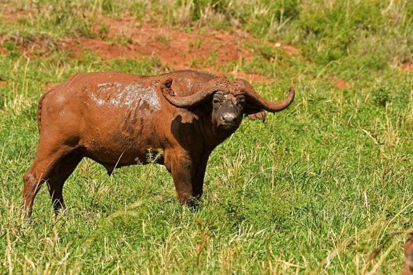 A buffalo standing in a grassy field. 3