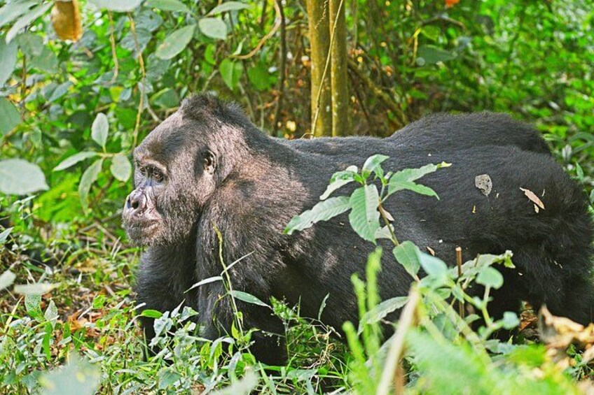 A gorilla in a dense green forest. 5