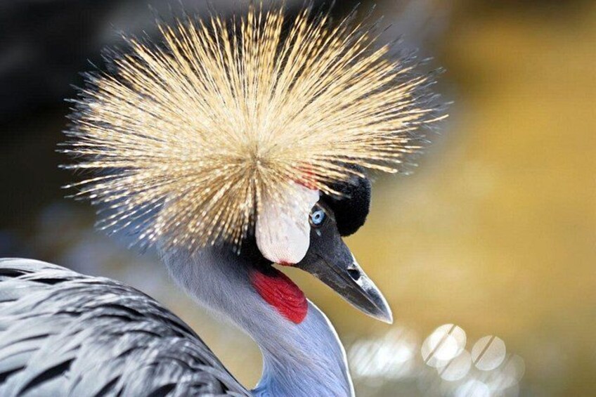 A bird with a distinctive crest and red throat patch. 2