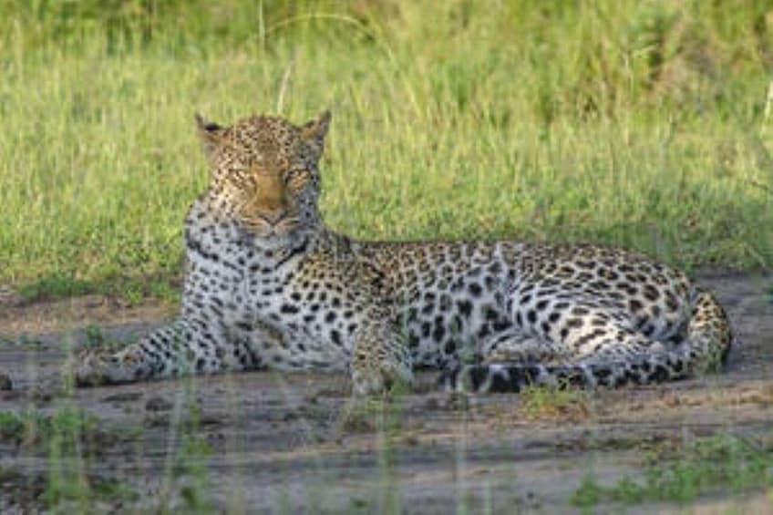 A leopard lying on the ground in a grassy area. 1