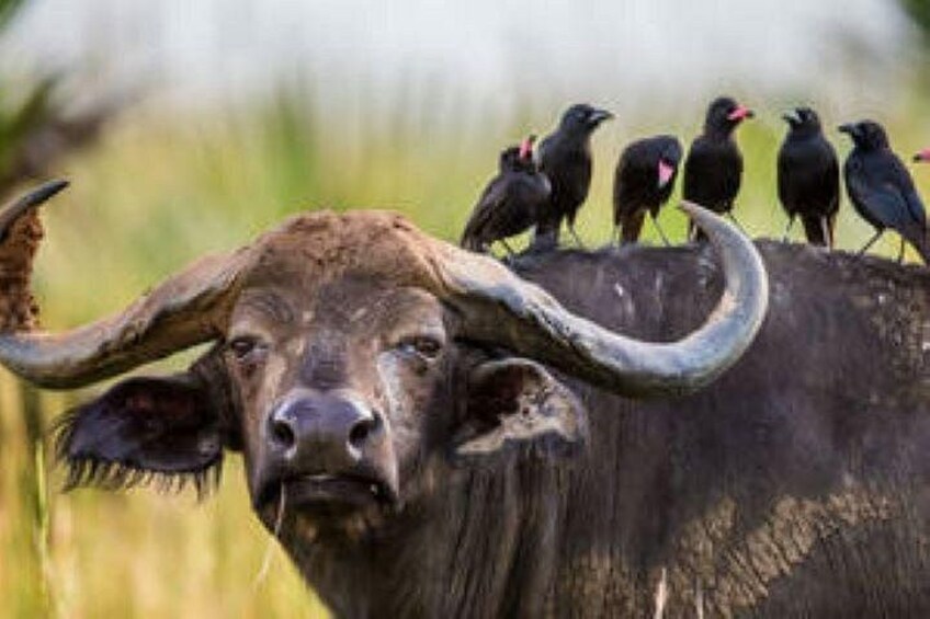 A buffalo with large horns and several birds perched on its back. 4