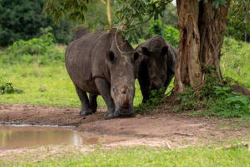 A rhinoceros near a tree and a muddy water body. 3