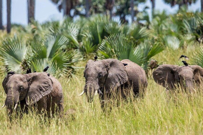 Three elephants with birds perched on them in a grassy field with palm trees in the background. 4