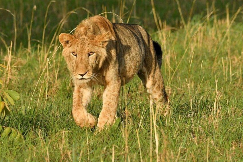A lion walking through tall grass. 2
