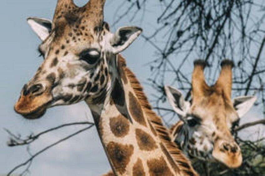 Two giraffes with distinct patterns, standing in a natural setting with sparse trees in the background. 1