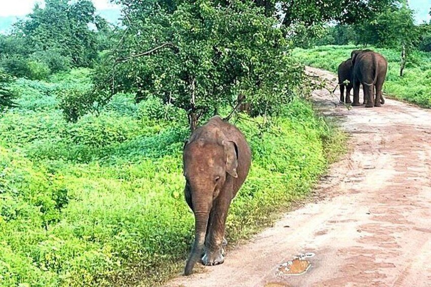 A dirt road with elephants. 2