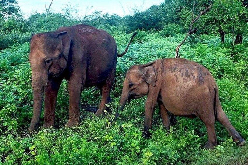 Two elephants in a lush green forest. 3