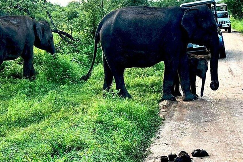 Elephants on a roadside with a vehicle in the background. 4