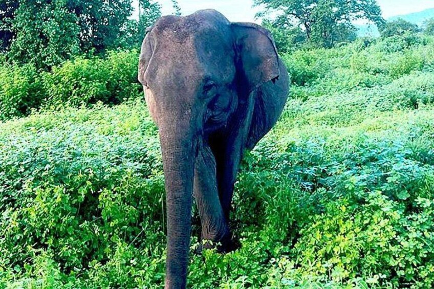 An elephant in a lush green forest. 5