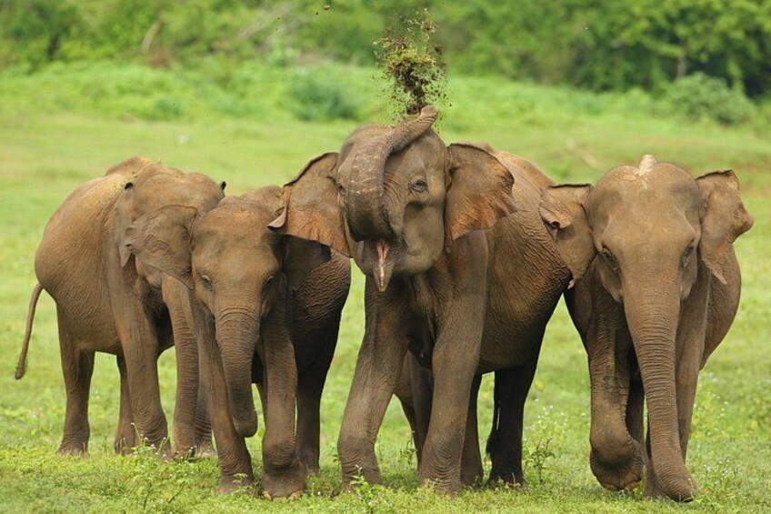 A group of elephants in a grassy field. 1
