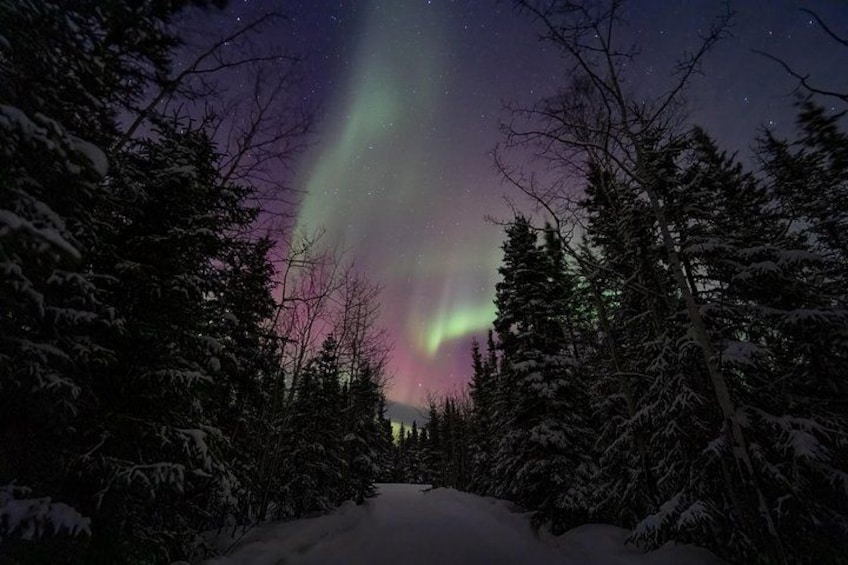 A snow-covered forest with the aurora borealis. 5