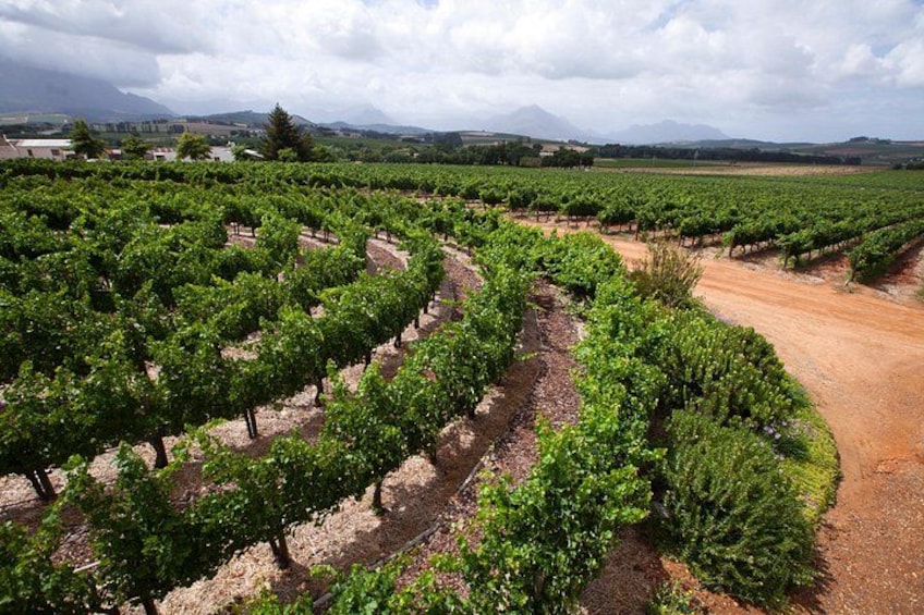 Nature's masterpiece—lush green vineyards awaiting the harvest season 3