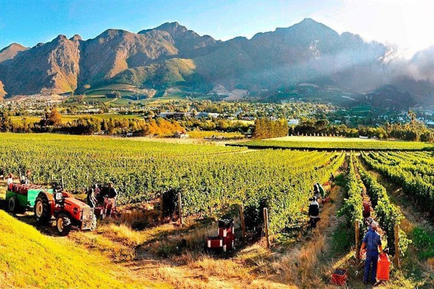 Harvest time in action—dedicated hands bringing the finest grapes to life 5