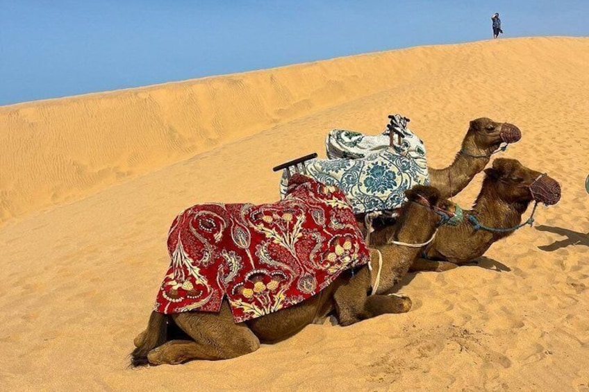 Paradise Valley & Desert Sand Dunes with Camel Ride/lunch 4