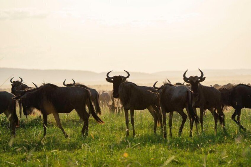 5 Day Private Tanzania Big Five & Serengeti ( Mid-Range) Safari. 2