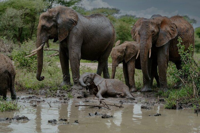 5 Day Private Tanzania Big Five & Serengeti ( Mid-Range) Safari. 3
