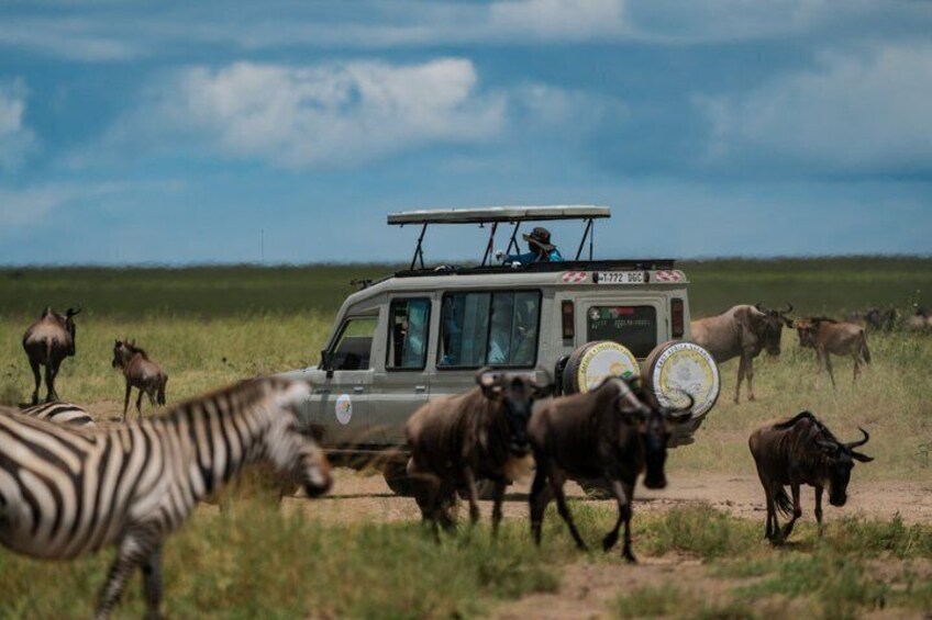 5 Day Private Tanzania Big Five & Serengeti ( Mid-Range) Safari. 1