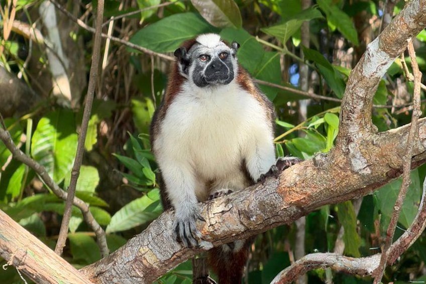 A monkey sitting on a tree branch surrounded by green foliage. 4