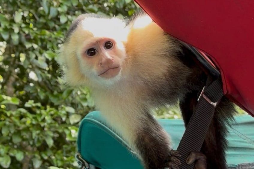 A monkey with a light-colored face and dark fur, sitting on a red object, with green foliage in the background. 3