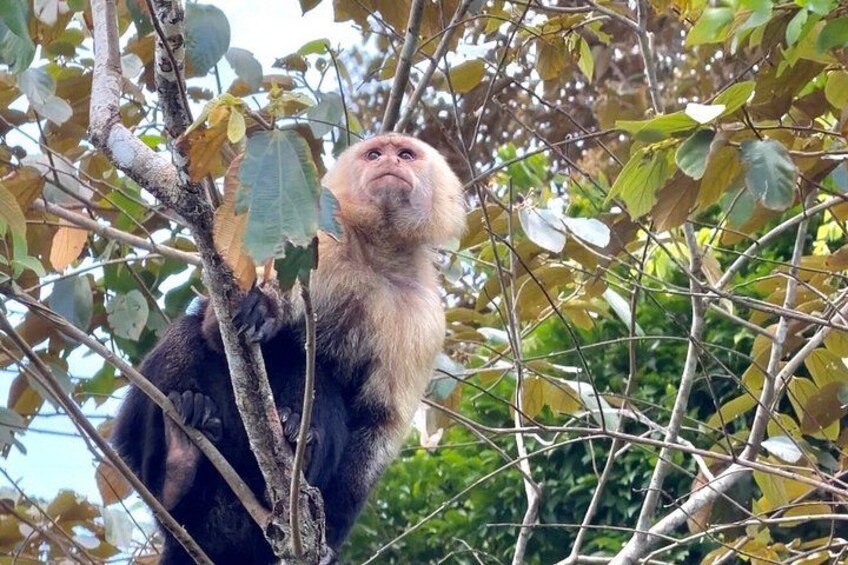 Un singe qui grimpe à un arbre. 3