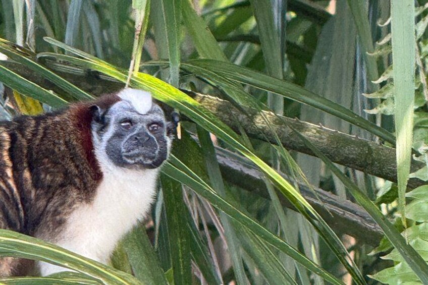 Un singe au visage blanc et à la fourrure sombre, entouré de feuillage verdoyant. 4