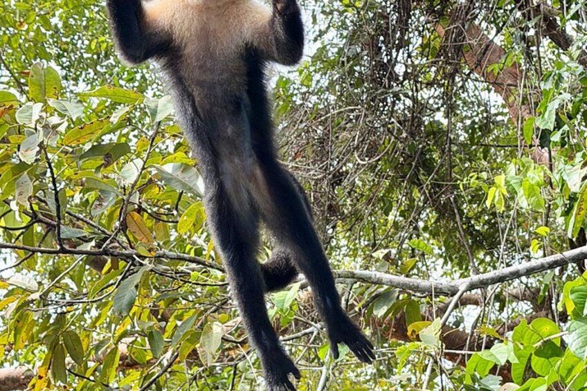 Un singe qui grimpe à un arbre dans une zone boisée. 2