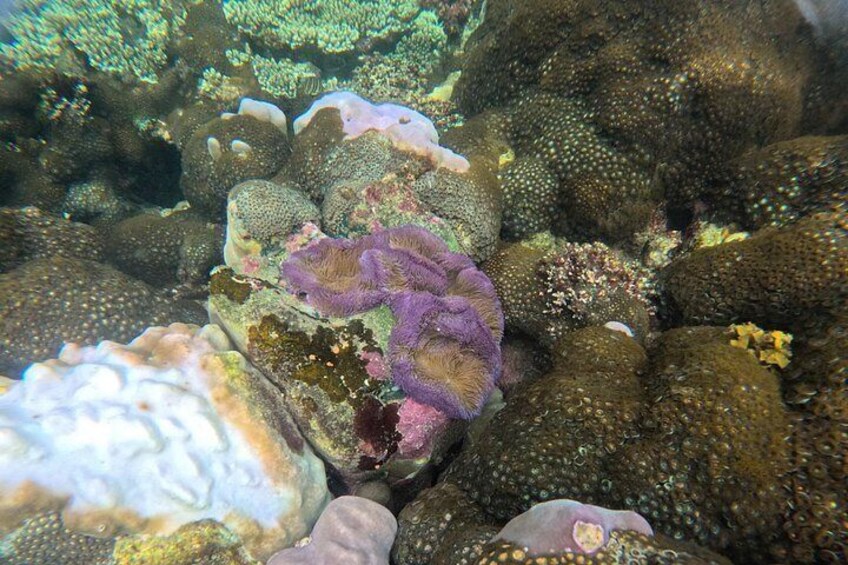 Phu Quoc: Snorkeling and Island Hopping By Speedboat with Lunch 4