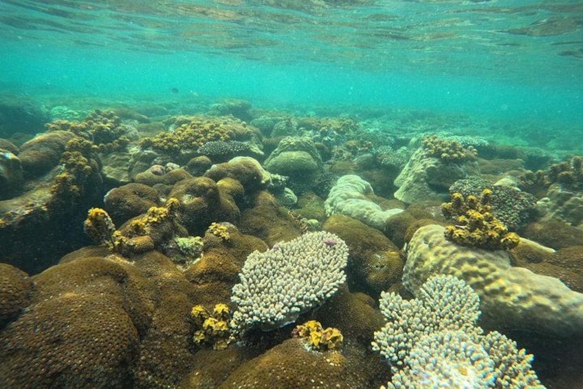 An underwater coral reef with various coral formations. 2