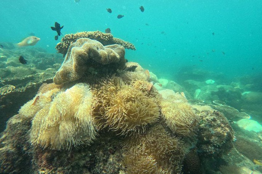 An underwater scene with a large sea anemone and various fish swimming around a coral reef. 3