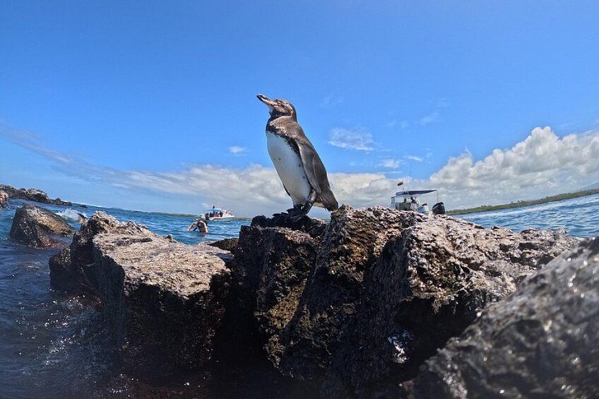 A penguin standing on a rocky outcrop with a clear blue sky and calm sea in the background. 1