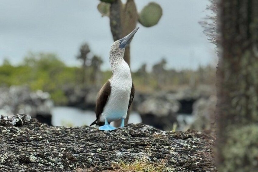 A bird standing on rocky terrain with sparse vegetation. 5